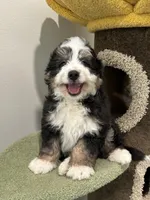 Mini Doodle, a male Miniature Bernedoodle for sale in San Gabriel, CA – Photo 2 of 2