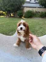 Chubby, a male Cavapoo for sale in San Gabriel, CA – 2 of 5