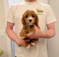 Chubby, a male Cavapoo for sale in San Gabriel, CA – 1 of 4