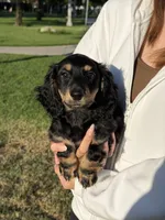 Cookie, a male Miniature Dachshund for sale in San Gabriel, CA – 2 of 3