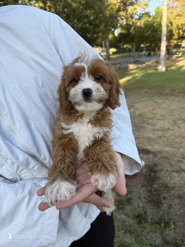 Chubby – Cavapoo puppy for sale in San Gabriel, CA