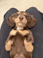 Ivy, a female Miniature Dachshund for sale in San Gabriel, CA – 6 of 6