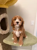 Cookie, a male Cavapoo for sale in San Gabriel, CA – 3 of 5