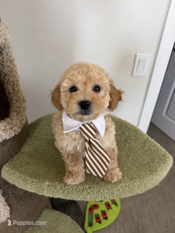 Bobby – Maltipoo puppy for sale in San Gabriel, CA