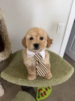 Bobby, a male Maltipoo for sale in San Gabriel, CA – 1 of 5
