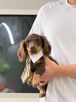 Toby, a male Miniature Dachshund for sale in San Gabriel, CA – 5 of 8