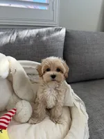 Dora, a female Maltipoo for sale in San Gabriel, CA – 4 of 4