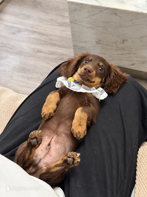 Toby – Miniature Dachshund puppy for sale in San Gabriel, CA
