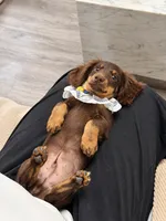 Toby, a male Miniature Dachshund for sale in San Gabriel, CA – 1 of 8