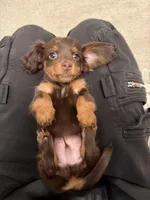 Miles, a male Miniature Dachshund for sale in San Gabriel, CA – Photo 3 of 4