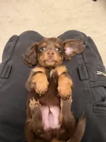 Miles, a male Miniature Dachshund for sale in San Gabriel, CA – Photo 4 of 4