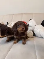 Miles, a male Miniature Dachshund for sale in San Gabriel, CA – Photo 1 of 4