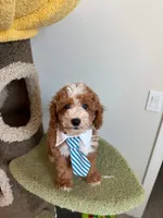Chubby, a male Cockapoo for sale in San Gabriel, CA – 4 of 4