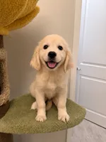 Chubby, a male Golden Retriever for sale in San Gabriel, CA – 4 of 6