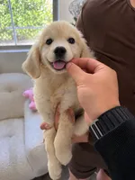 Clare, a female Golden Retriever for sale in San Gabriel, CA – 2 of 5