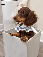 Toby, a male Miniature Dachshund for sale in San Gabriel, CA – 8 of 8