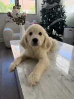 Clare, a female Golden Retriever for sale in San Gabriel, CA – 5 of 5