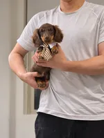 Toby, a male Miniature Dachshund for sale in San Gabriel, CA – 4 of 8