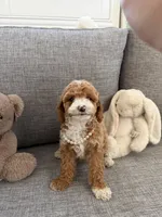 Tulip, a female Cavapoo for sale in San Gabriel, CA – 2 of 4