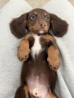 Kiki, a female Miniature Dachshund for sale in San Gabriel, CA – 2 of 7