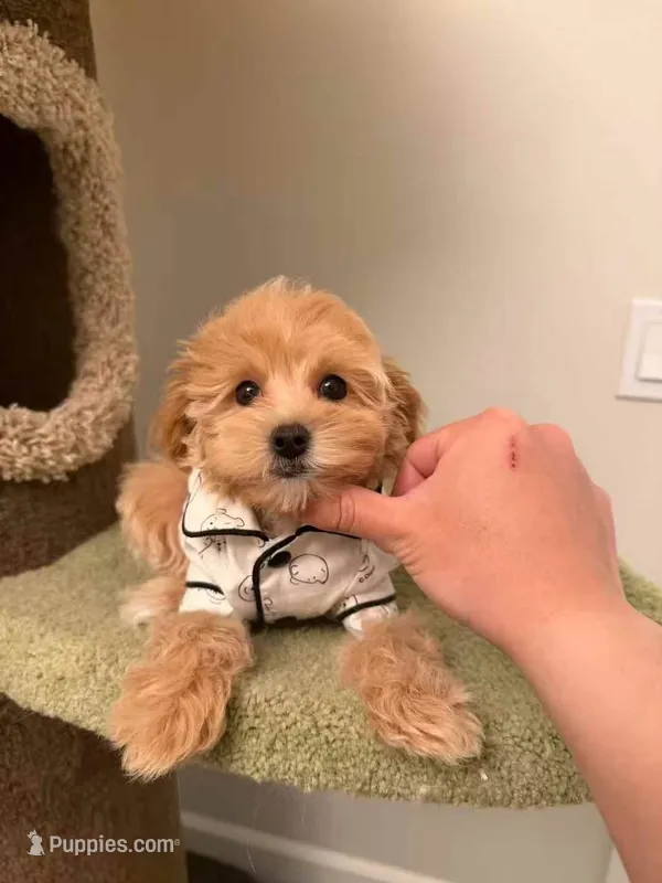 Bella – Maltipoo puppy for sale in San Gabriel, CA
