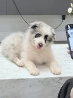 Kawaii, a male Border Collie for sale in San Gabriel, CA – 3 of 5