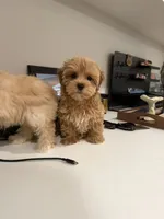 Clare, a female Maltipoo for sale in San Gabriel, CA – 2 of 6