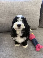 Panda, a male Miniature Bernedoodle for sale in San Gabriel, CA – 3 of 4