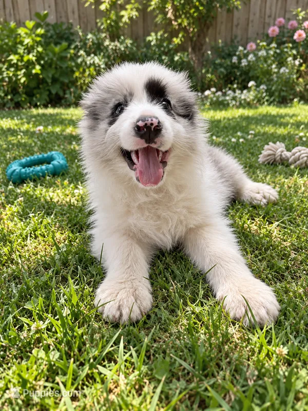 Kawaii – Border Collie puppy for sale in San Gabriel, CA