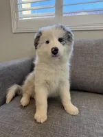 Merle, a female Border Collie for sale in San Gabriel, CA – Photo 2 of 5