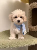Puff, a female Maltipoo for sale in San Gabriel, CA – Photo 3 of 5
