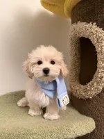 Puff, a female Maltipoo for sale in San Gabriel, CA – Photo 4 of 5