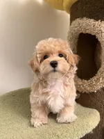 Clare, a female Maltipoo for sale in San Gabriel, CA – Photo 3 of 4