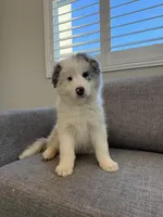 Merle, a female Border Collie for sale in San Gabriel, CA – Photo 4 of 5