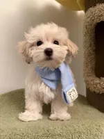 Puff, a female Maltipoo for sale in San Gabriel, CA – Photo 1 of 5