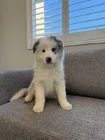 Merle, a female Border Collie for sale in San Gabriel, CA – Photo 5 of 5