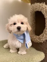 Puff, a female Maltipoo for sale in San Gabriel, CA – Photo 2 of 5