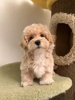 Clare, a female Maltipoo for sale in San Gabriel, CA – Photo 2 of 4