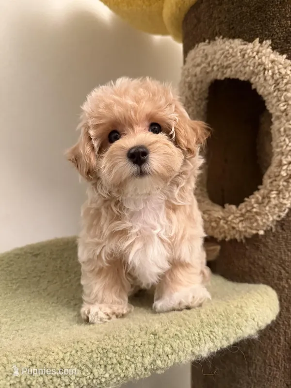 Clare, a female Maltipoo for sale in San Gabriel, CA – Photo 1 of 4