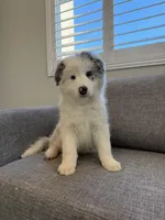 Merle, a female Border Collie for sale in San Gabriel, CA – Photo 3 of 5