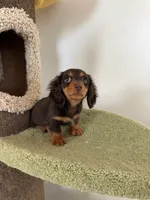 Eva, a female Miniature Dachshund for sale in San Gabriel, CA – 4 of 4