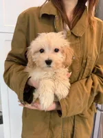Bella, a female Maltipoo for sale in San Gabriel, CA – 2 of 2