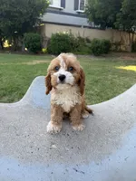 Cookie, a male Cavapoo for sale in San Gabriel, CA – 3 of 4