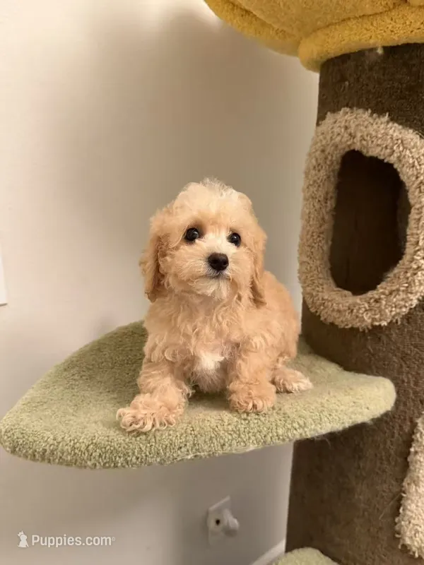 Cookie – Maltipoo puppy for sale in San Gabriel, CA