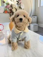 Cookie, a female Maltipoo for sale in San Gabriel, CA – 2 of 4