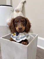 Toby, a male Miniature Dachshund for sale in San Gabriel, CA – 3 of 8