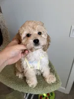 Tiana, a female Cockapoo for sale in San Gabriel, CA – 2 of 4