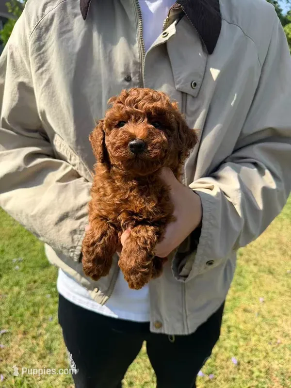 Bobby – Poodle - Toy  puppy for sale in San Gabriel, CA