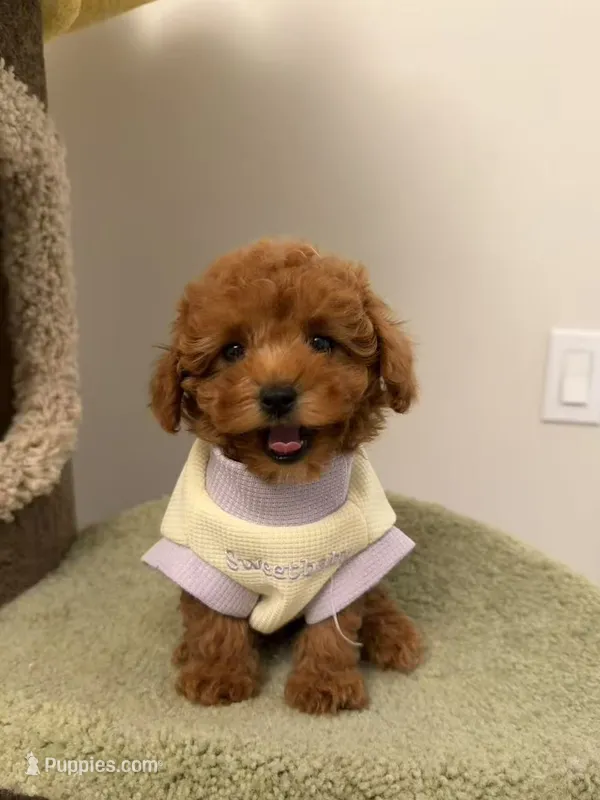 Clare – Maltipoo puppy for sale in San Gabriel, CA