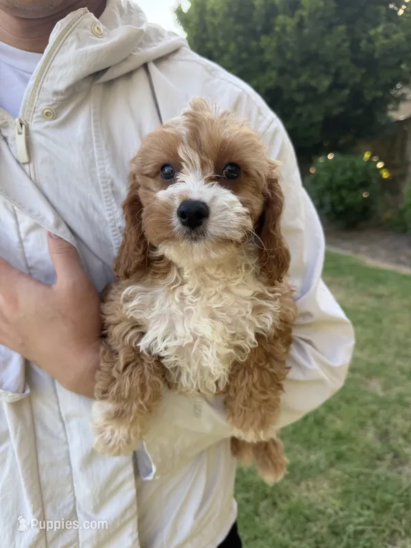 Cookie – Cavapoo puppy for sale in San Gabriel, CA
